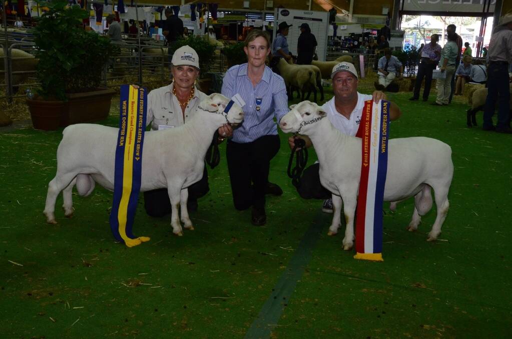 Nomuula White Dorper stud, Moonbi, exhibited both grand champion White Dorper rams. The reserve is held by Nomuula stud principal Cherilyn Lowe with the judge Andrea van Niekerk, Dell Dorpers, Moama, while Stephen McDonald, Moombi, holds the grand champion.