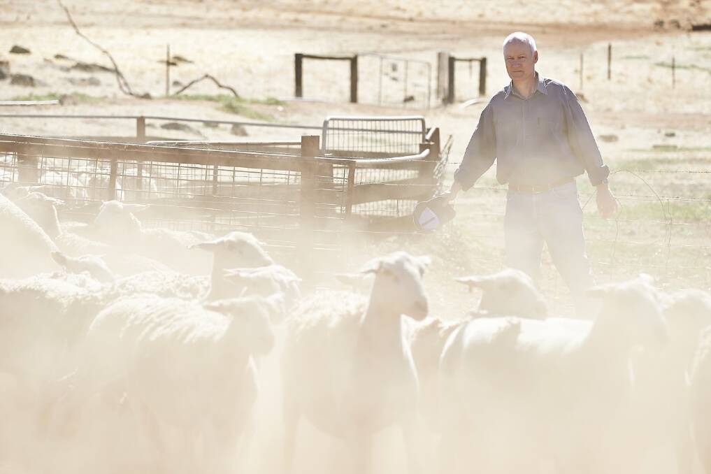 Richard Goyder works the sheep on his Toodyay farm in WA. Photo: Aaron Bunch