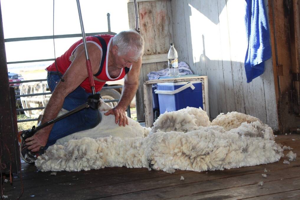 Brothers unite to shear family's first fleece in 20 years