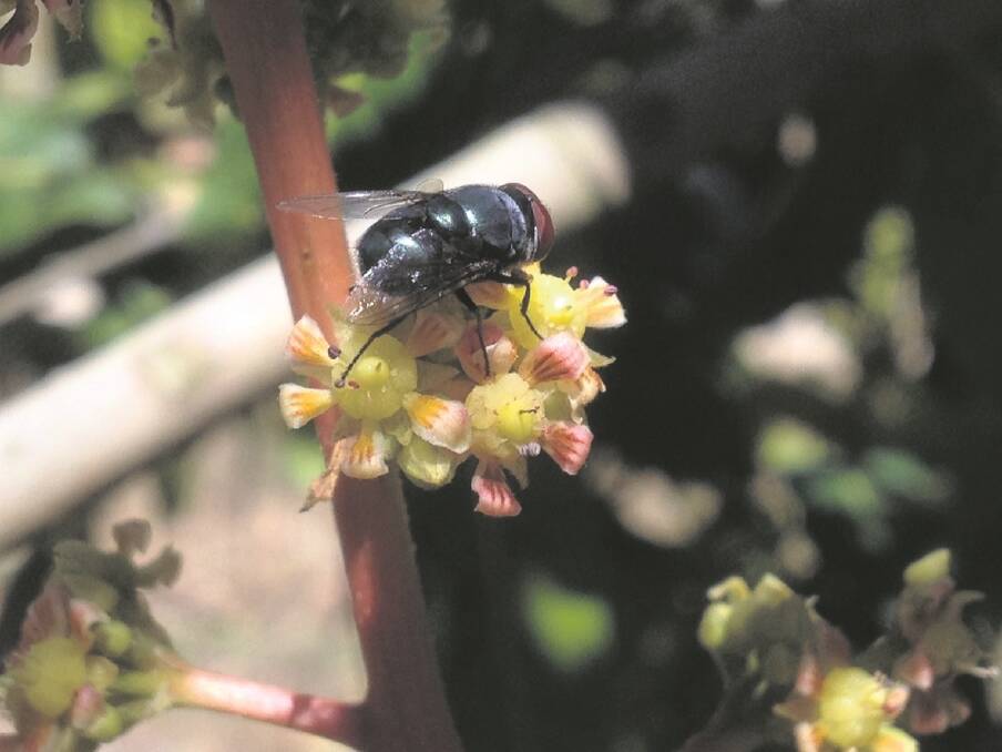 A blue blowfly, one of the most effective pollinators among fruit trees.
