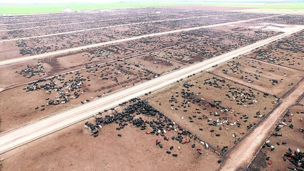 Cactus Feeders' Wrangler Feedyard at Tulia, Texas, has about 46,000 cattle on feed and is running at about 95 per cent capacity.