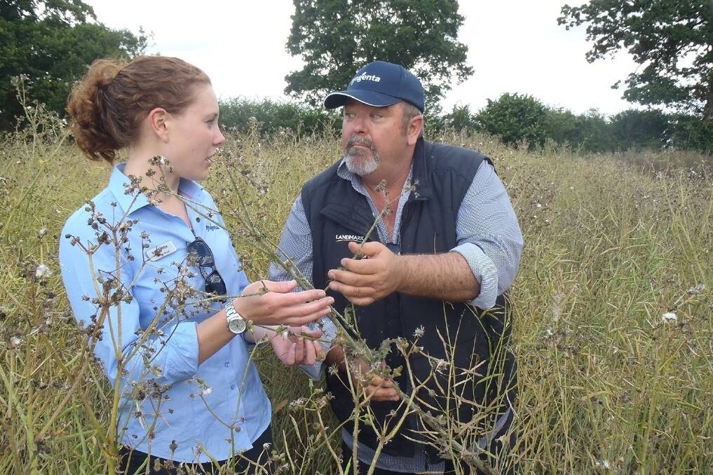 Syngenta partner farms manager, Georgina Wood, Fulbourne, Cambridge shows South Australian agronomist Mick Broad, Cummins Ag Services, weed infestation problems associated with canola crops hit by cabbage stem flea beetle. 