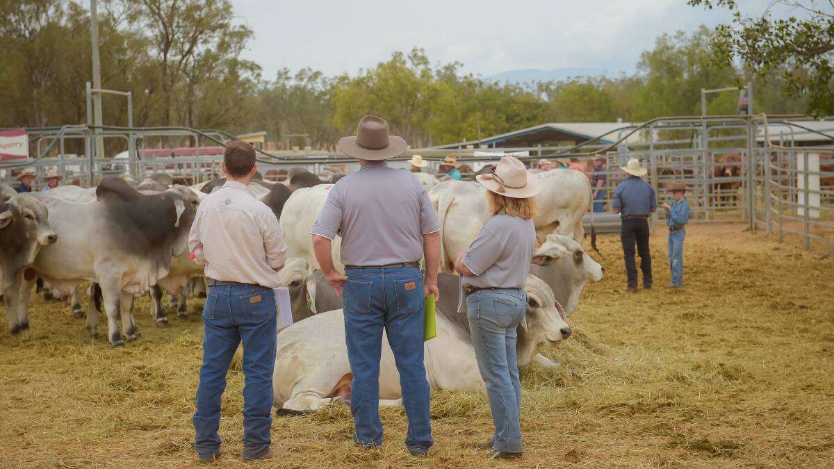 GREY BULLS: The grey run performed well at Brahman Week after they topped the sale at $115,000. Photo: Kelly Butterworth. 