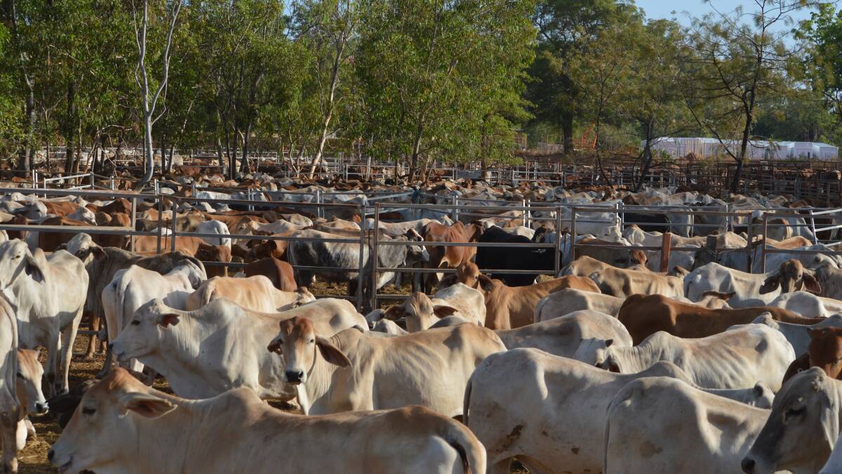Cattle waiting at Humbug Wharf, Weipa, to be loaded onto the first live export boat to leave the Cape in seven years.