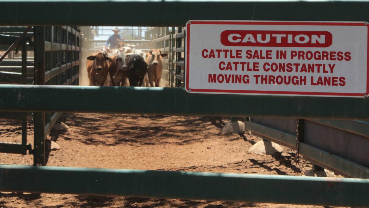 Elders Qld livestock manager Paul Holm said talk of putting a cap on orders smelled of the belief producers needed to be protected “when in fact producers are very astute business people, certainly not naive". Picture by Sally Cripps