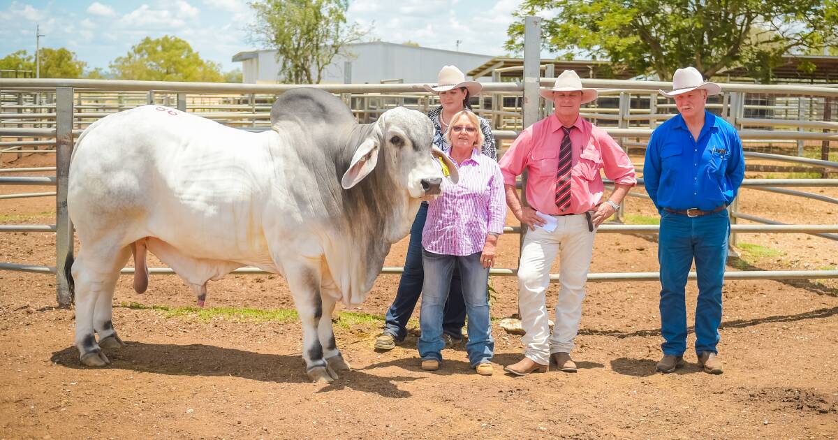 Annavale N 809 sold to Robert Waugh, Yungaburra (far right), pictured with handler Shannon Butterworth (back), vendor Sue Hammer, and Elders' Brian Wedemeyer. 