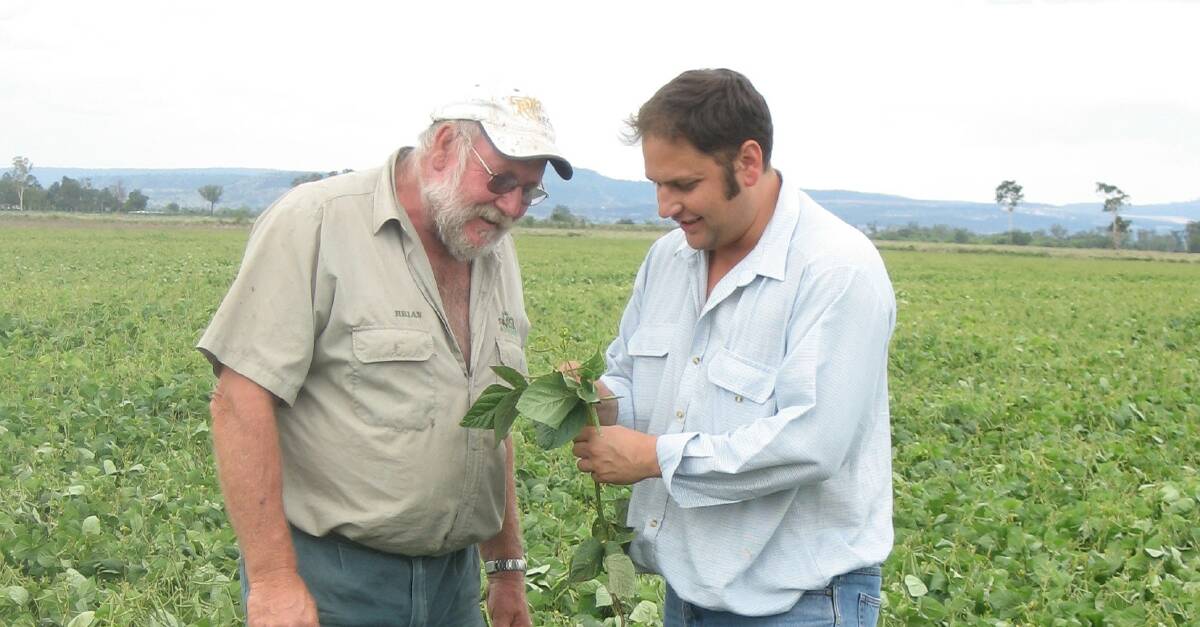 Brian Ibbotson and Regal Seed and Grain's Damien White stand in a mungbean field looking at the crop. 