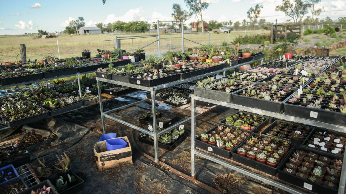 The nursery at Frogs Hollow, where the plants start out before being sold or moved to Bronwyn's private collection. 