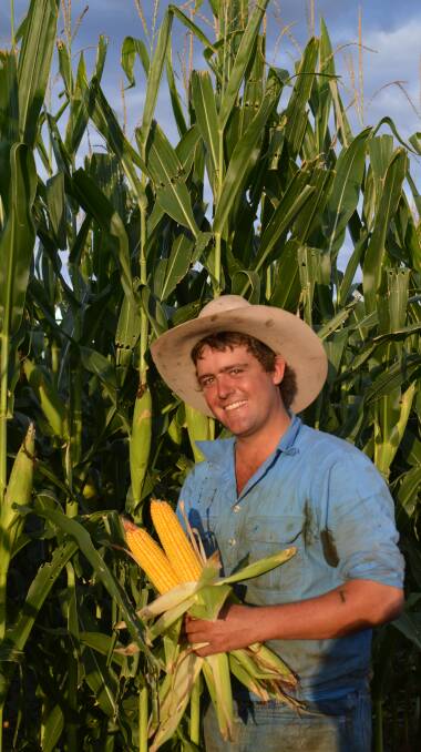 Farmers' gold: Justin Rodger, Brookfield, Taroom, was keen to see results from his family's corn trial at Hatcham Downs, Taroom.