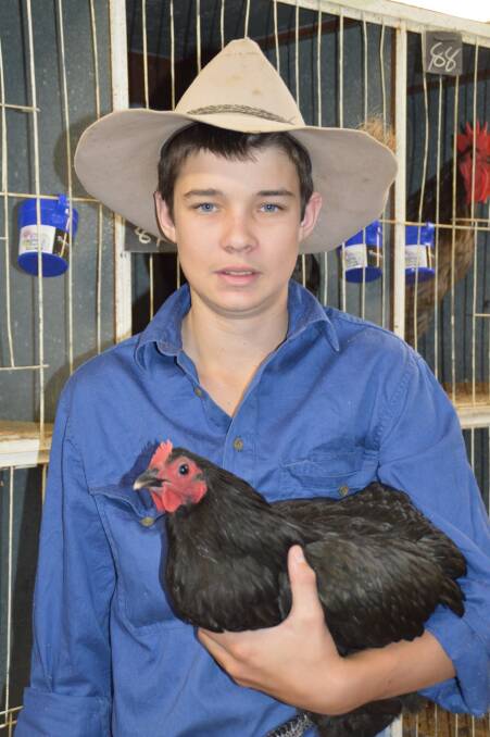 Poultry lover: At just 15-years-old Ivan Graham, Roma, has a passion for poultry and loves showing birds such as this Australorp large black. 