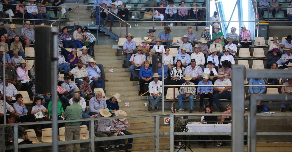 Big crowd: Buyer stands were near full on each of the three days of selling displaying the current strength of the Brahman breed and confidence in the beef industry more generally.