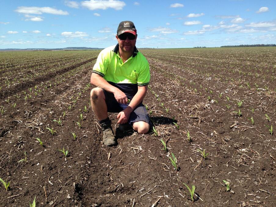 Paul Elsden, of Brookstead in southern Queensland, won the dryland competition with Pioneer hybrid P1467 at an adjusted yield of 8.51 tonnes/ha.