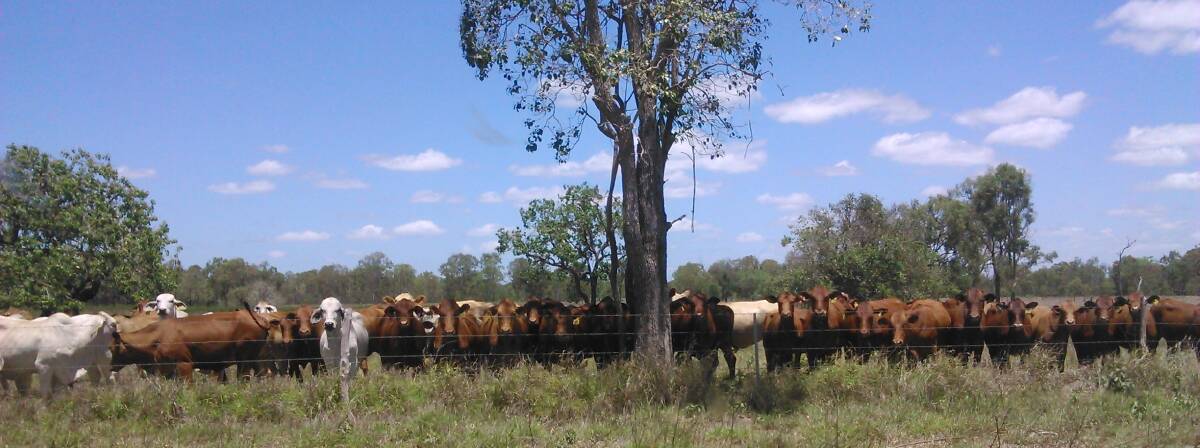 Cattle grazing at Belmont Research Station north of Rockhampton. 