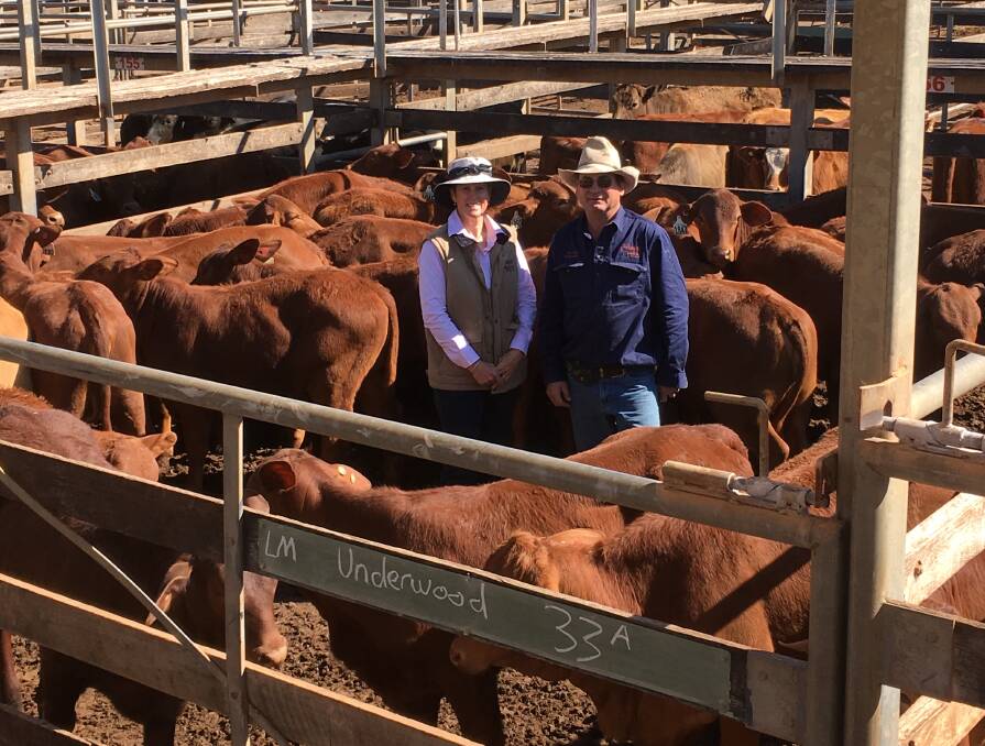Jenny and Roger Underwood selling heifers through the Roma Saleyards.