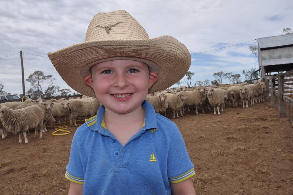 Martin and Beck Eggerling's son Cooper just loves giving a hand in the sheep yards at Wynn Downs. 