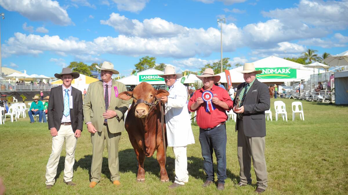 Grand and senior champion Droughtmaster bull Glenlands J Voltage exhibited by Glenlands Droughtmasters, Bouldercombe, is held by Jason Childs,with associated judge Steve Hayes, judge Rob Sinnamon, president of the Droughtmaster Society, Paul Laycock and Mark Scholes, Landmark, Rockhampton. Picture: Kelly Butterworth 