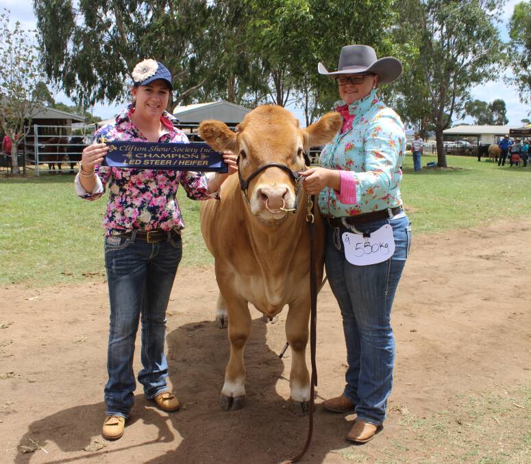 Grand champion steer was a Limousin Droughtmaster cross named Max and is sashed by Samantha Gillam, Clfiton and held by Allison McCabe on behalf of exhibitor Travis Luscombe.  