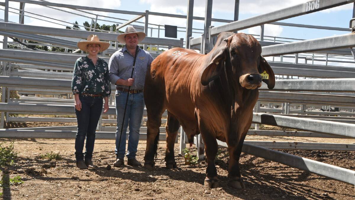 Sire Shootout Bos indicus class winner Somerton Lazarus with buyers Michelle Fuery, Barlyne Pastoral, Gayndah, and Coby Gibbs, Muan Brahmans, Biggenden. Photo: Sarah Coulton 