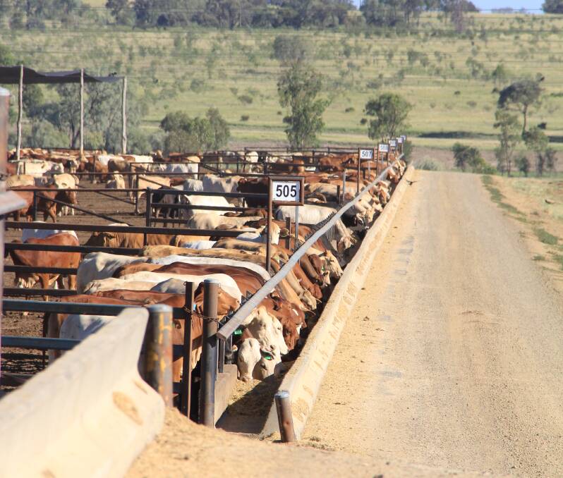 Production welfare is now front and centre of feedlot management, like at ACC Brindley Park according to Red Meat Advisory Council chairman Don Mackay. Picture: Lucy Kinbacher  