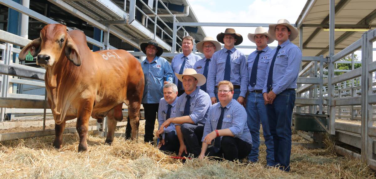 Equal $100,000 top price bull, Brahrock, HJ Sir Jax, with vendor Hayden Sommerfeld, Brahrock, Maryborough and GDL/SBB selling agents. Picture: Julie Sheehan