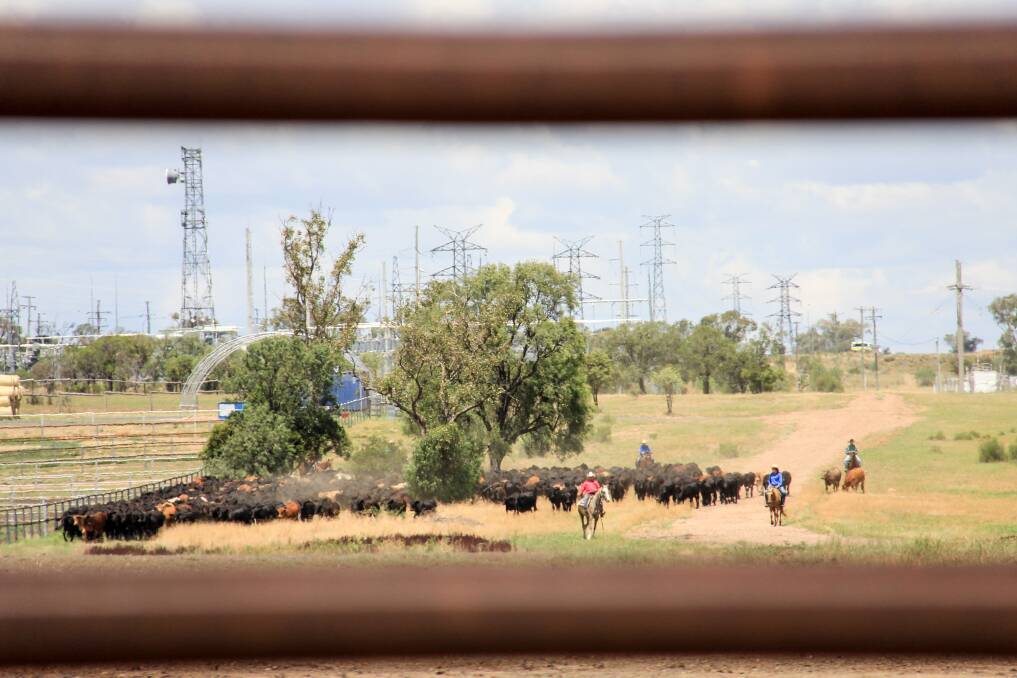 700 head of cattle from Roma Downs, Roma were walked into the Roma saleyards today ahead of Tuesday's store sale. 