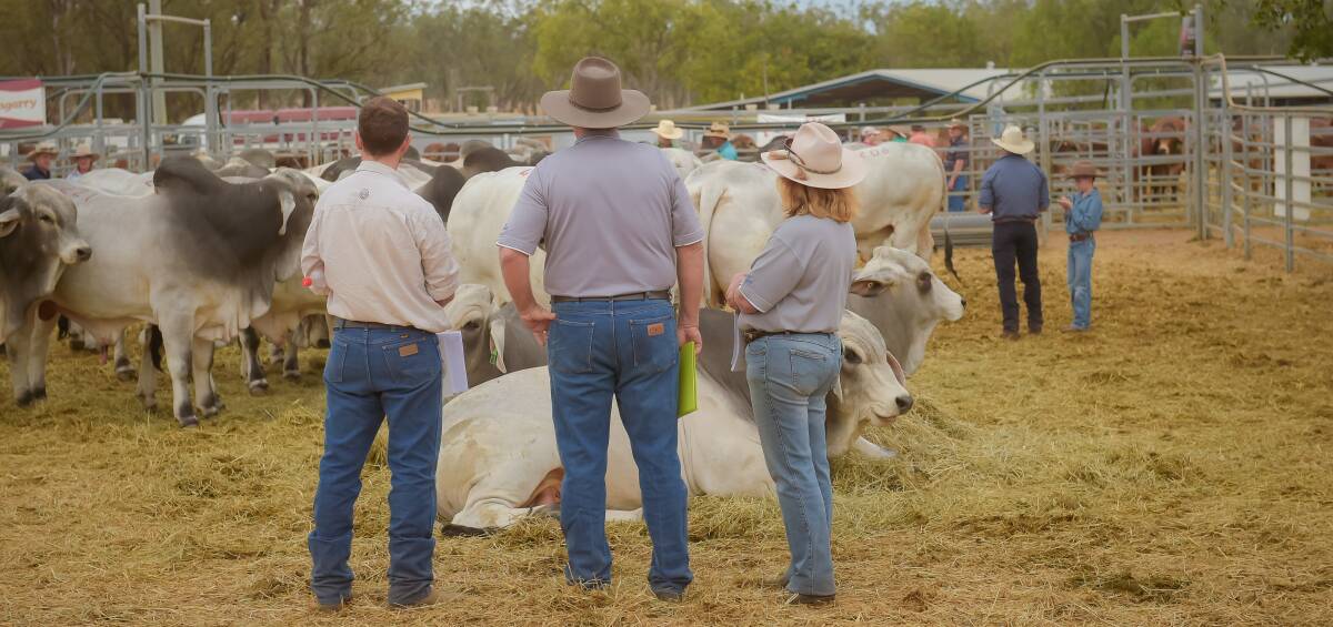 The first day of selling will see grey bulls go under the hammer. 