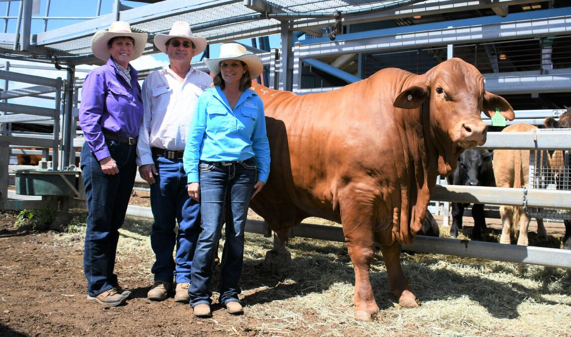 Sire Shootout entrant Bundy Ironstone sold for $70,000 to Jenny and Roger Underwood, Eversleigh and Wallace Vale Droughtmasters, Wallumbilla, with owner Sonia Fleming, Bundy Droughtmasters.