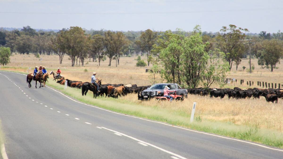 The cattle were walked to the Roma saleyards via the Rom Surat Road. 