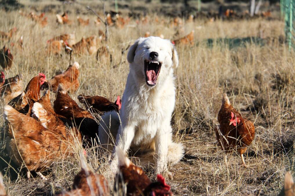 The chickens are guarded by Maremmas, including Alaska, who finds it very tiring! 