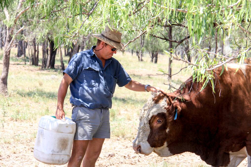 Keith Chandler and one of his favourite bulls who doesn't mind a scratch. 