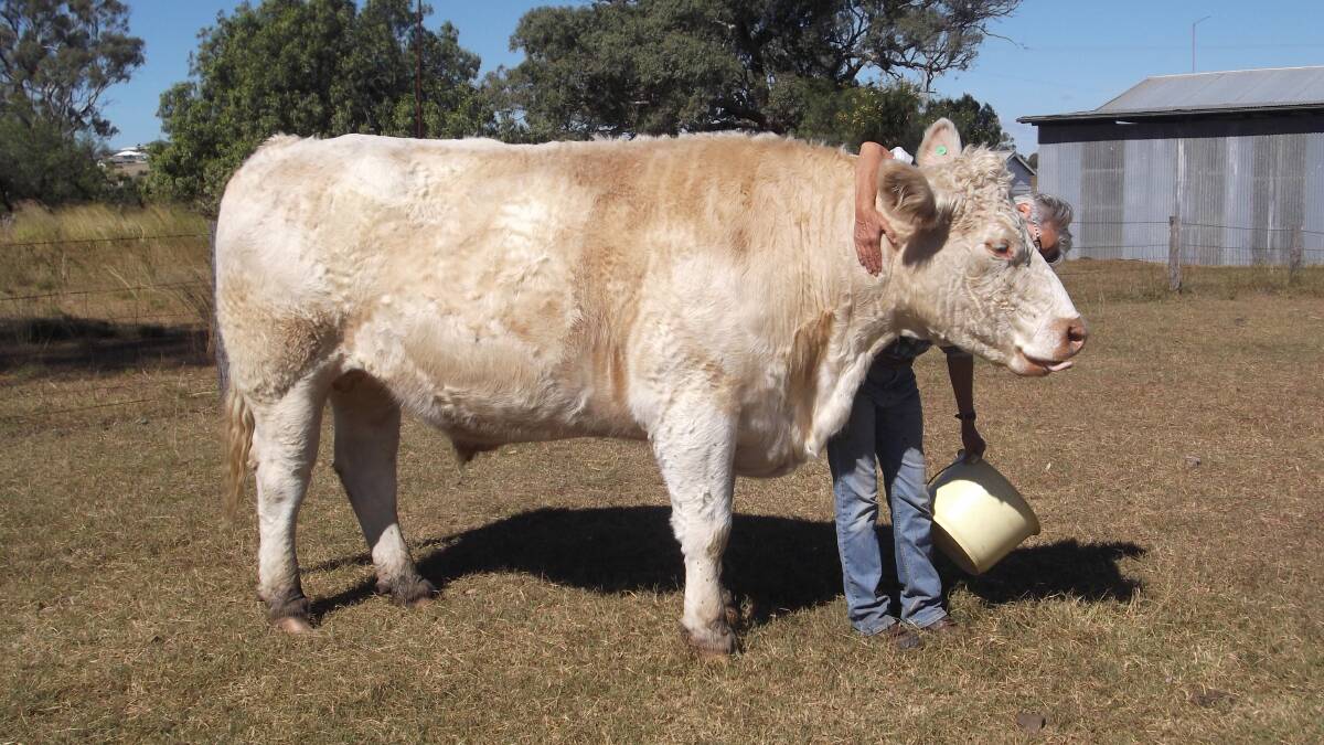 A picture of Willy the steer a few years ago whilst he could still fit on scales. 