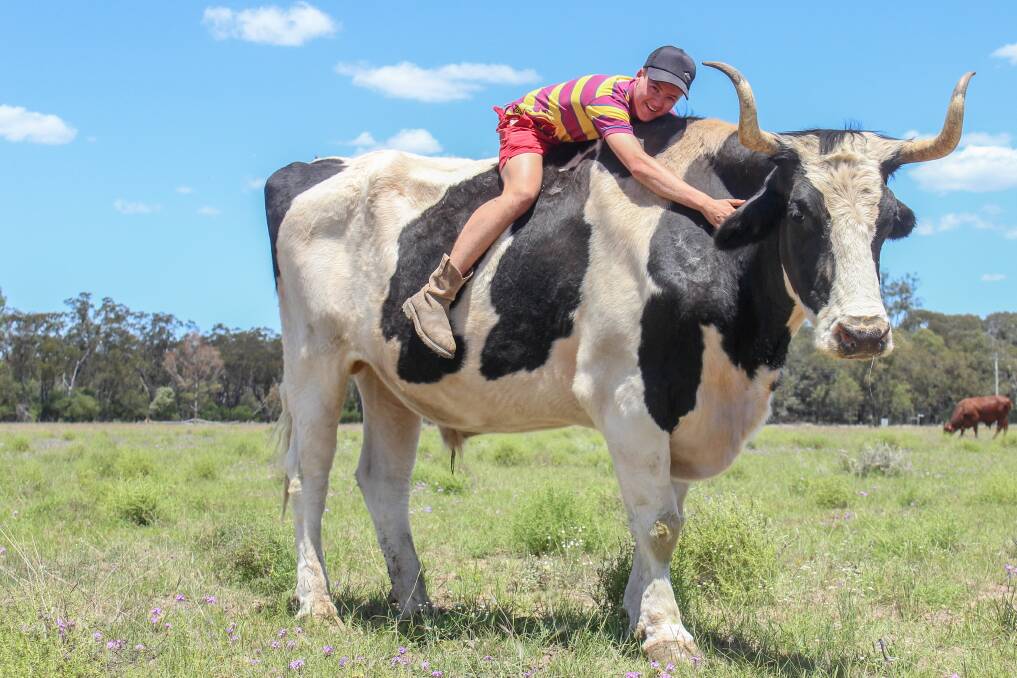 Reggie the giant steer from Chinchilla with Nick Gitsham. 