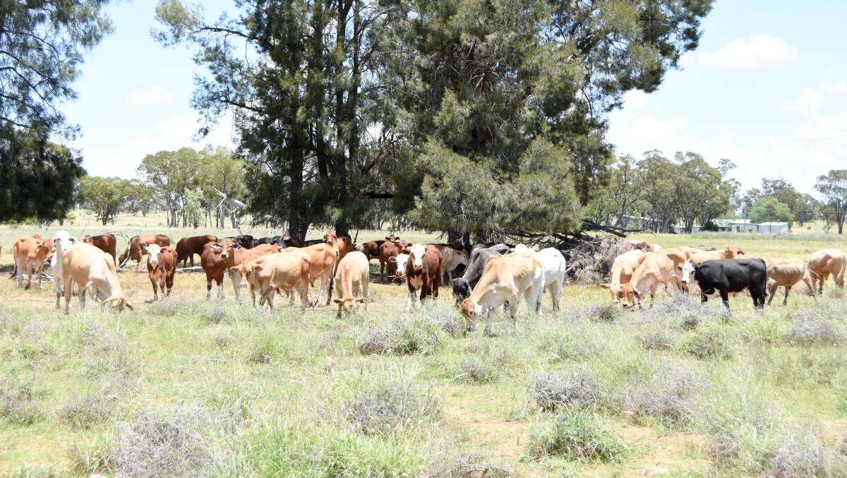 Some of the cattle o the block between Surat and St George. 