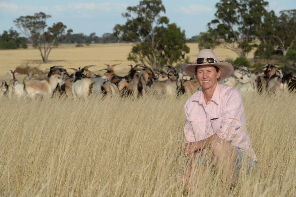 Fiona Lander, "Bindara", Narromine, with a mob of goats from her Tilpa property before being trucked to Sydney for air freighting to Malaysia. Photo by Rachael Webb.