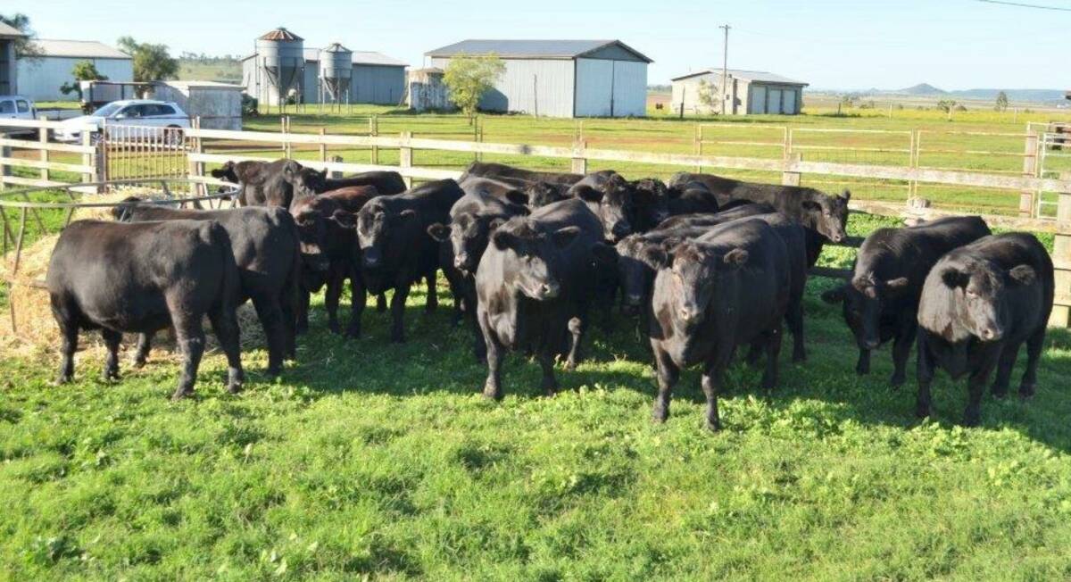 Ken Baldwin is particularly well known for turning off high quality Angus steers.