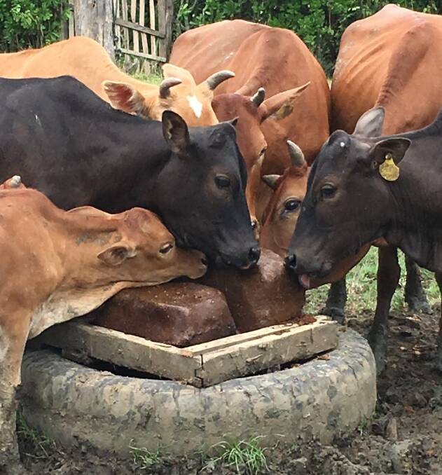 BETTER BEEF: Four Season lick blocks containing parasiticides are part of a strategy to health improve the Laos cattle herd.