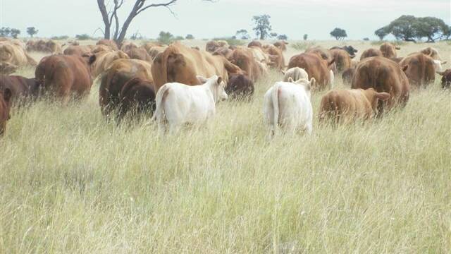 FOR SALE: GP Cattle is offering 1500 cows and calves with the 99,957 hectare Ilfracombe property Portland Downs.