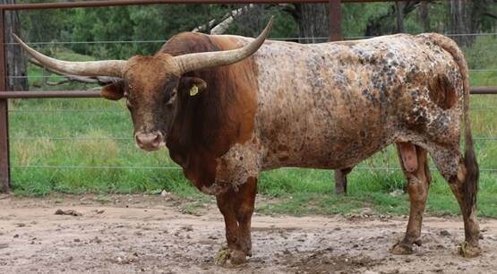 CATTLE SALE: The inaugural Trails West Texas Longhorn Sale will be held in Roma on Saturday, February 25. 