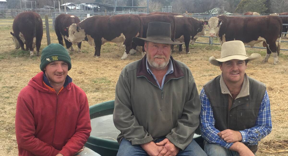 READY FOR ACTION: Tony Holliss and his sons Ace and Cameron with some of the sale bulls for the annual on-property Lotus Herefords bull sale at Old Farm, Glen Innes, on Thursday, July 27.