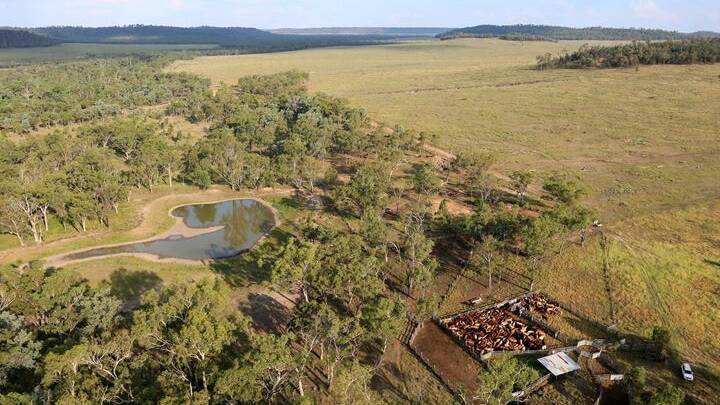 CALF FACTORY: Sardine Creek will be auctioned by Ray White Rural in Brisbane on April 15.