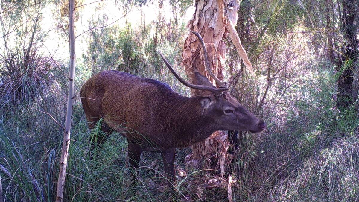 JOINT WINNER: A red deer destroying a paperbark tree with its antlers. Photo - James Gummer, WA.