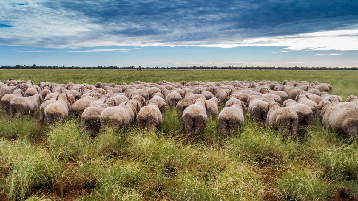 The primary purpose of Clover Downs was to act as a large scale sheep breeding hub for Hassad Australia's other properties.