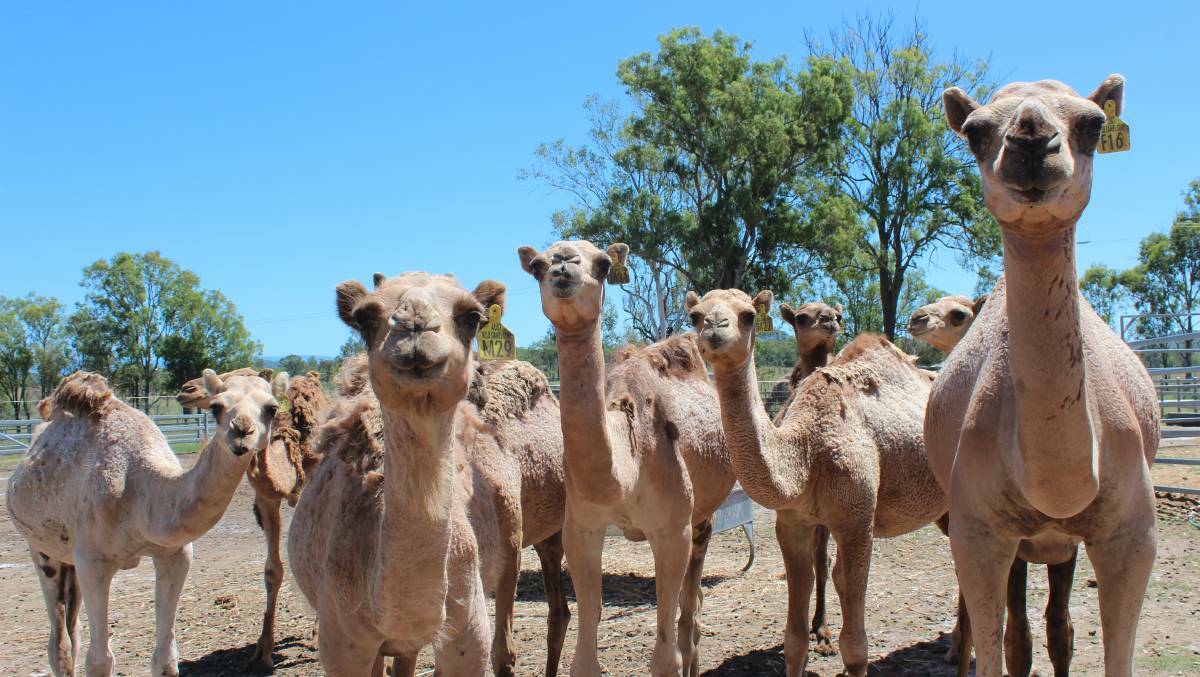 Young camels at Summerland Farm.