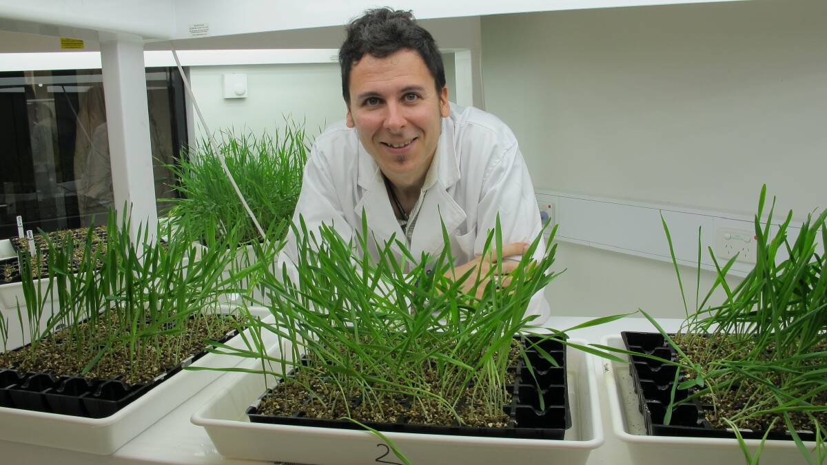 WHEAT POWDERY MILDEW: Fungicide Resistance Group leader Dr Fran Lopez-Ruiz says the efficacy of fungicides can be last longer with careful management. 