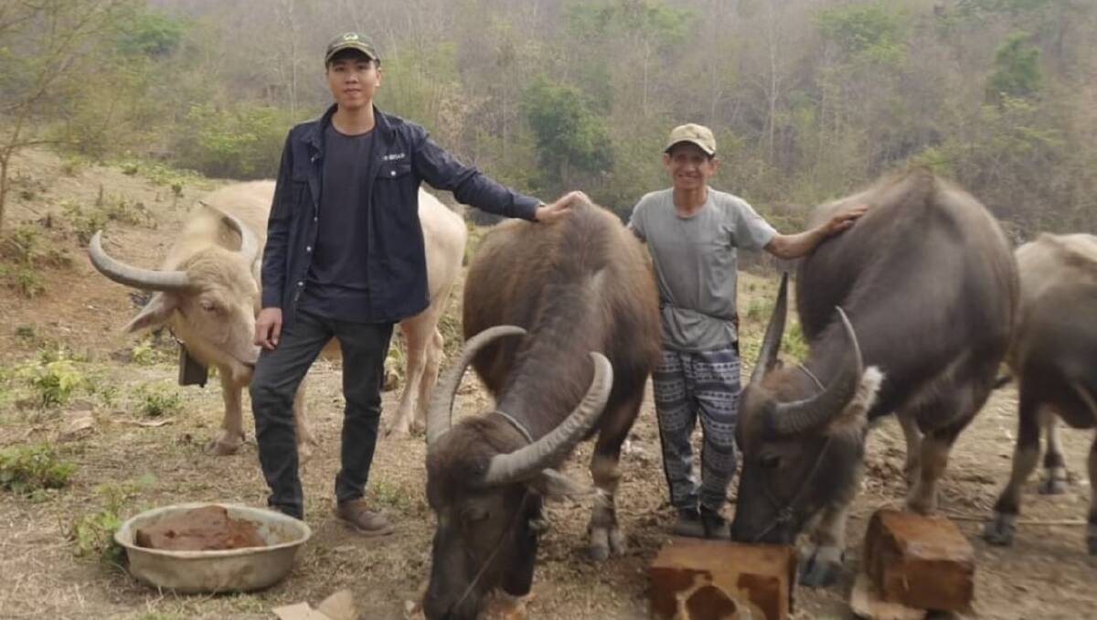 AgCoTech's medicated blocks are also being fed to buffalo in Laos. Picture supplied