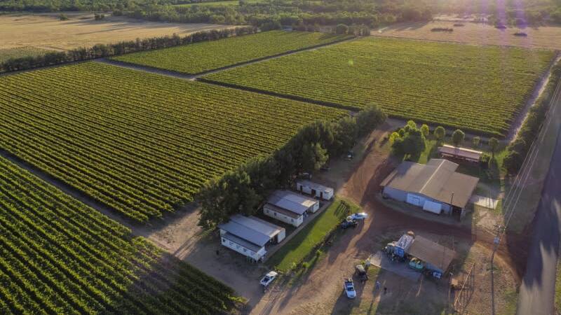 JUNE 21: Progressive St George grape and citrus growing business Bounty Farms is on the market. 