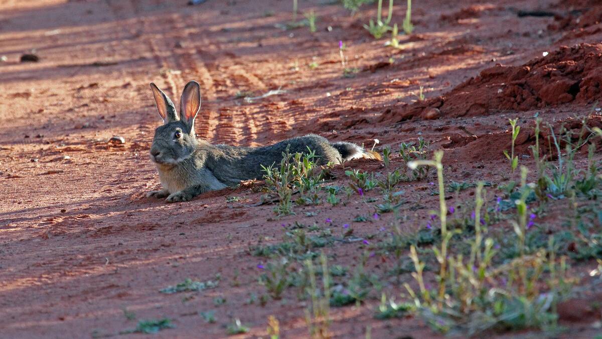Rabbit in the Red Centre, NT. - Judith Gray.
