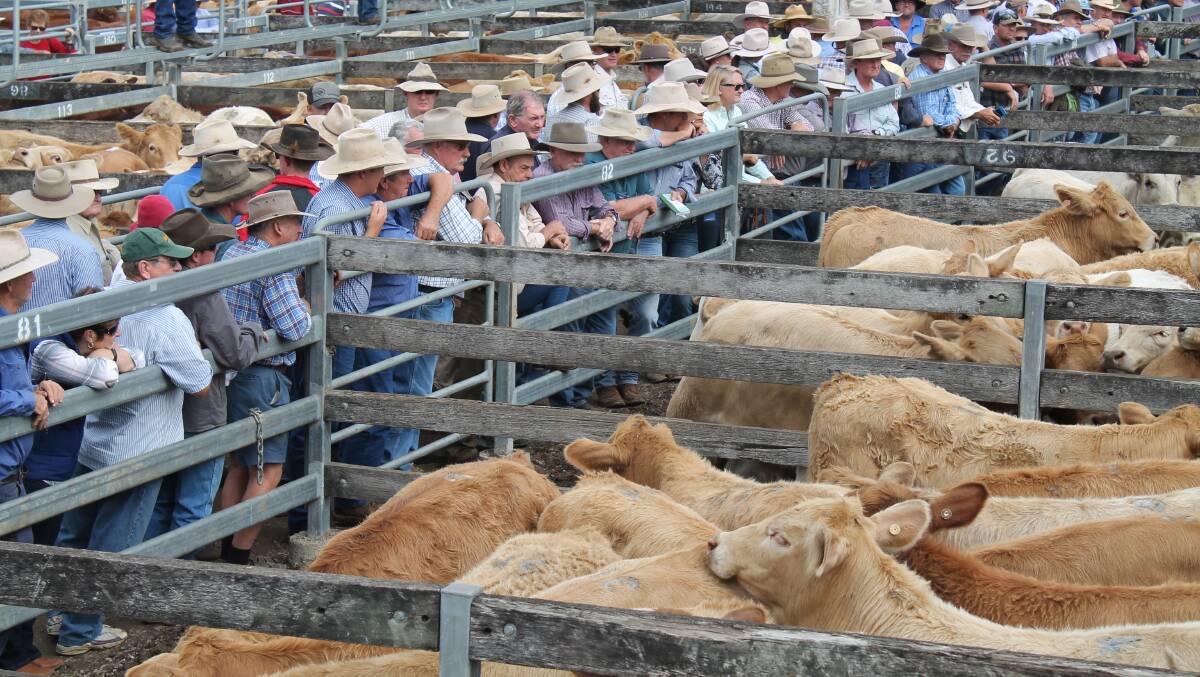 ON THE MONEY: A total of 5330 head of predominantly Charolais-cross cattle were offered at Shepherdson and Boyd's annual weaner sale in Toogoolawah.