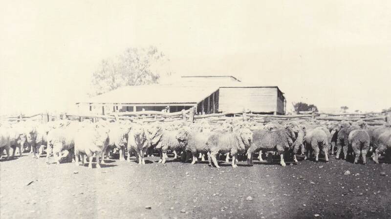 In its heyday Portland Downs ran 60,000-plus sheep. Photo - Australian Stockmans Hall of Fame.