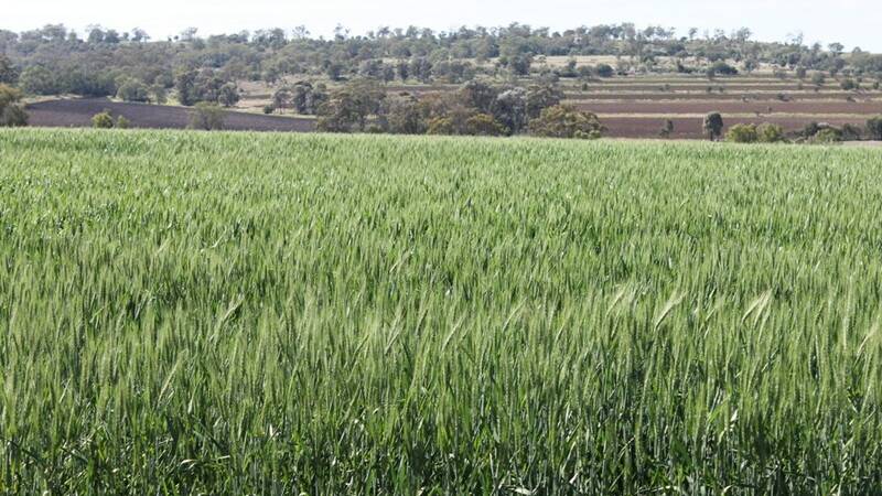 Wonga Lodge was offered with an 80-hectare wheat crop.